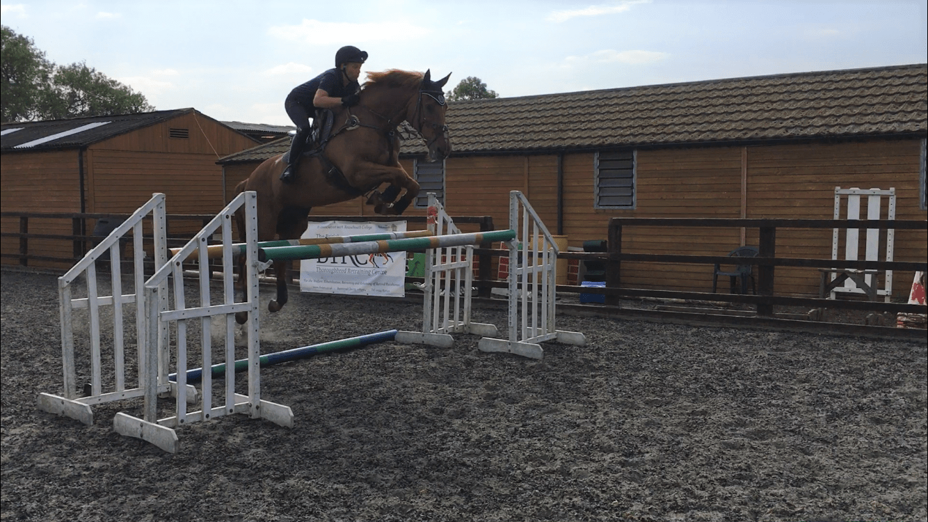 Equestrian Centre horse 3 Reaseheath College