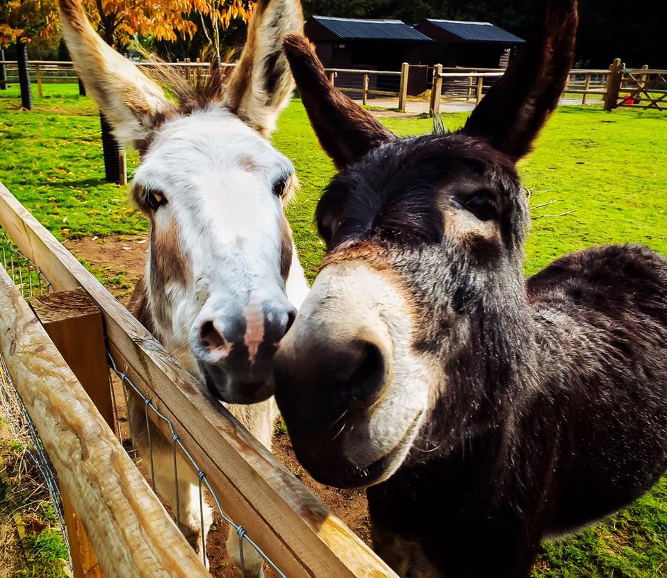 Donkies at Reaseheath Zoo Reaseheath College