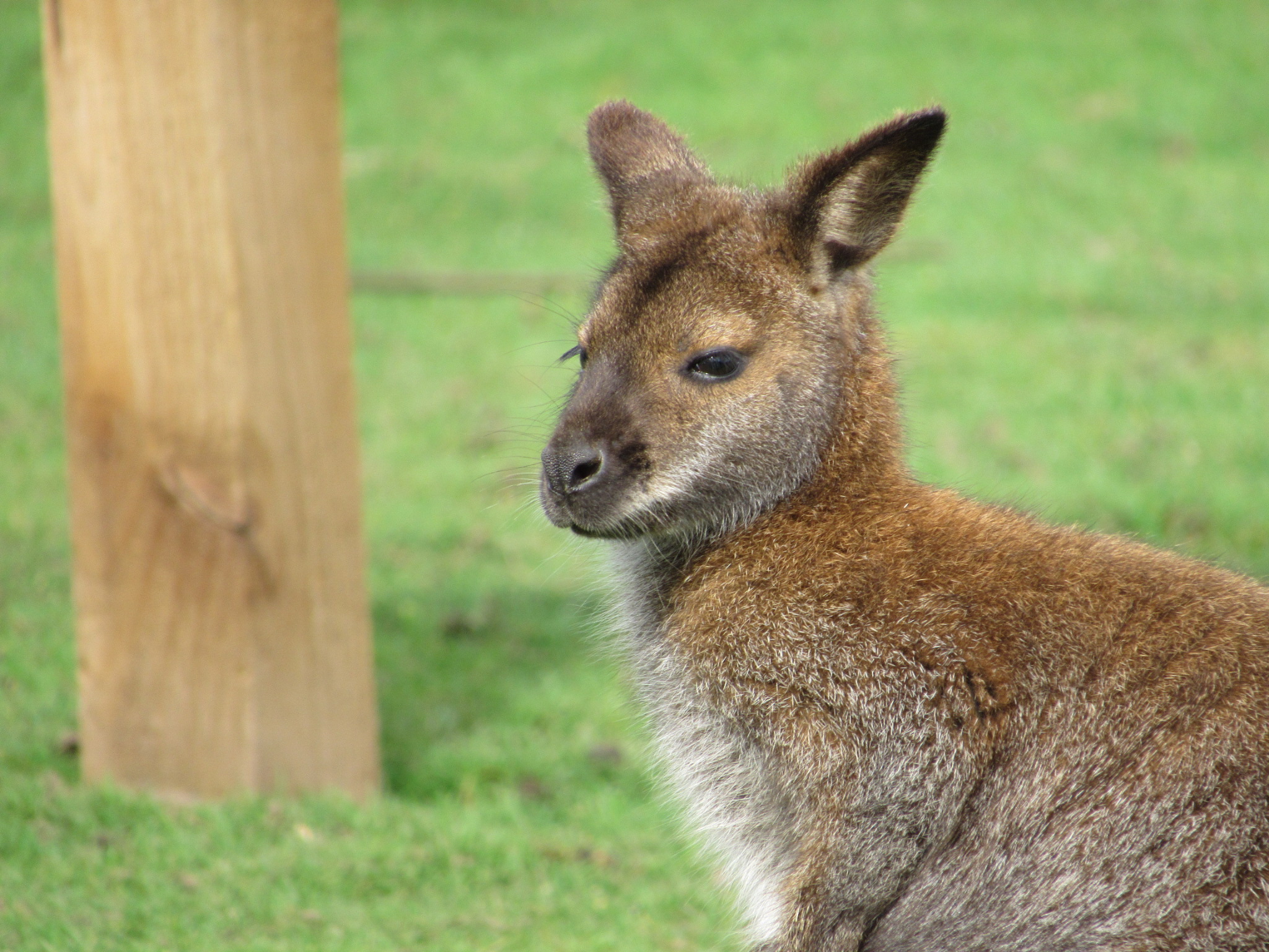 Reasheath Zoo Meet our Animal [08 (5) Reaseheath College