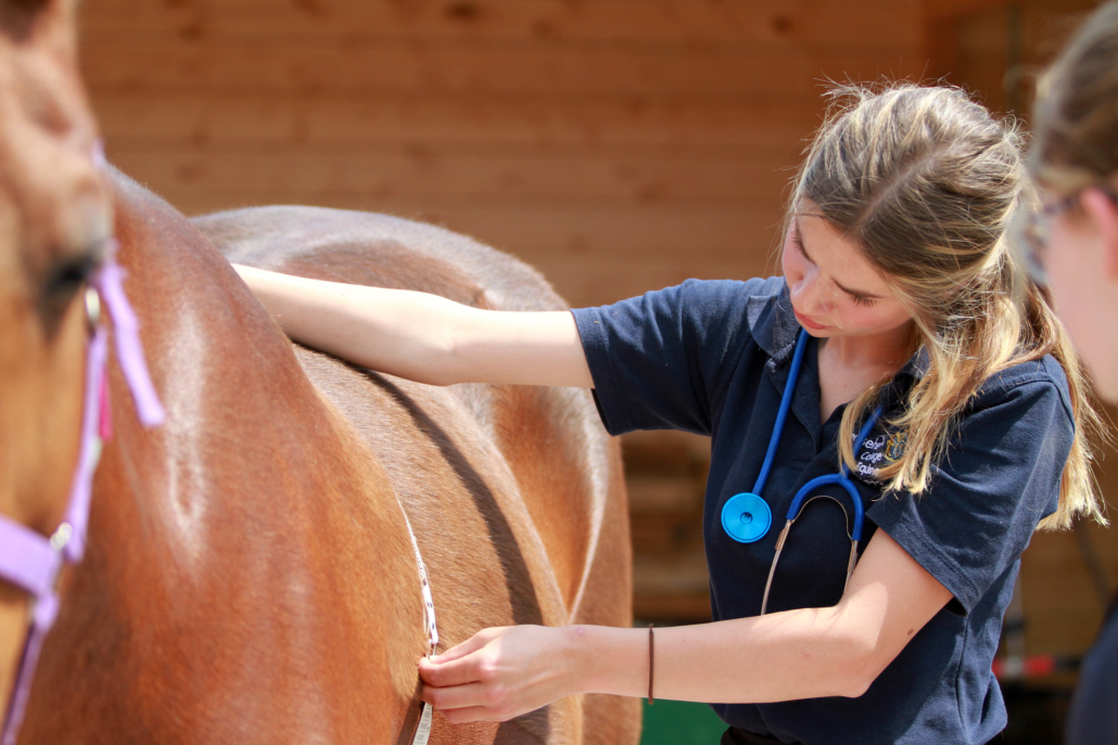Introduction to Basic First Aid for Horses Reaseheath College