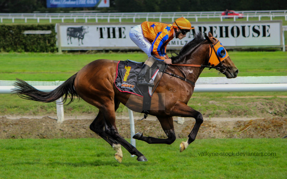 When Do Racehorses Retire & What Do They Do After?