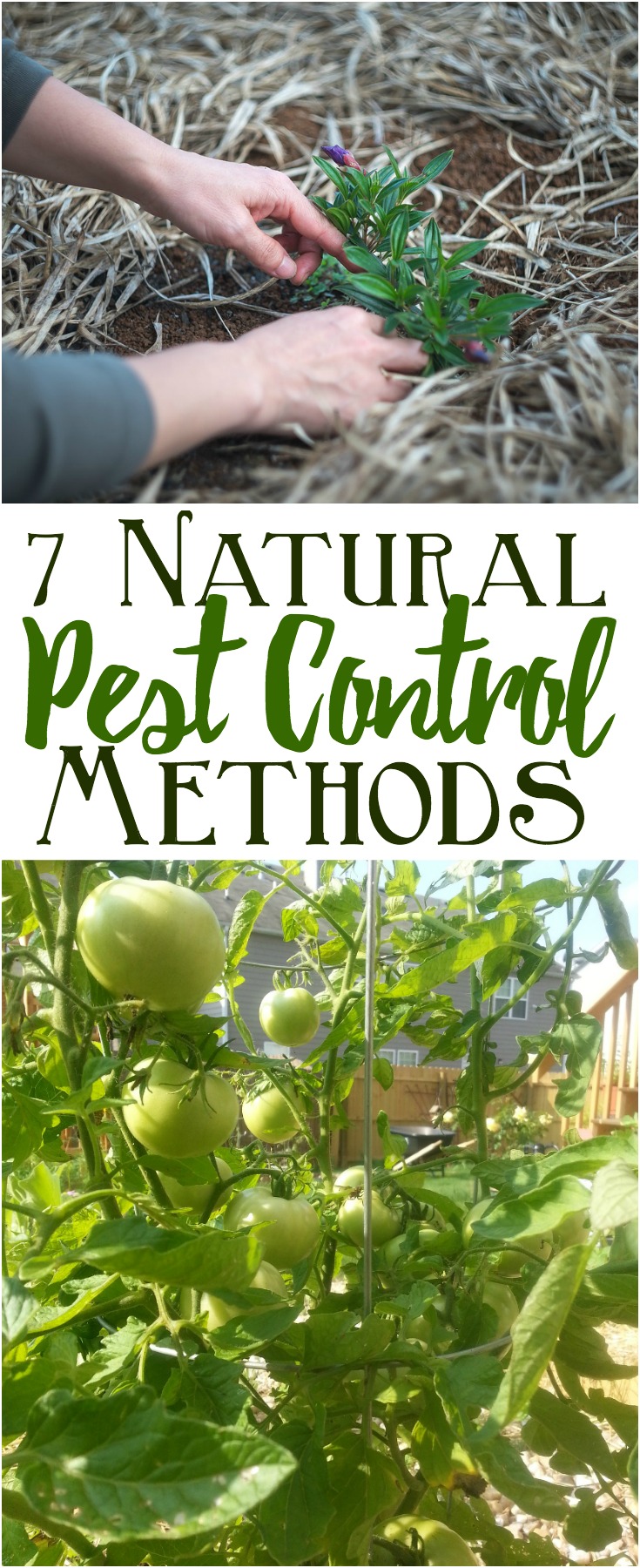 7 Homemade Organic Pesticides