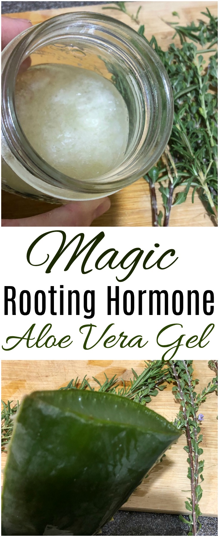 Magic Rooting Hormone Aloe Vera Gel Rebooted Mom