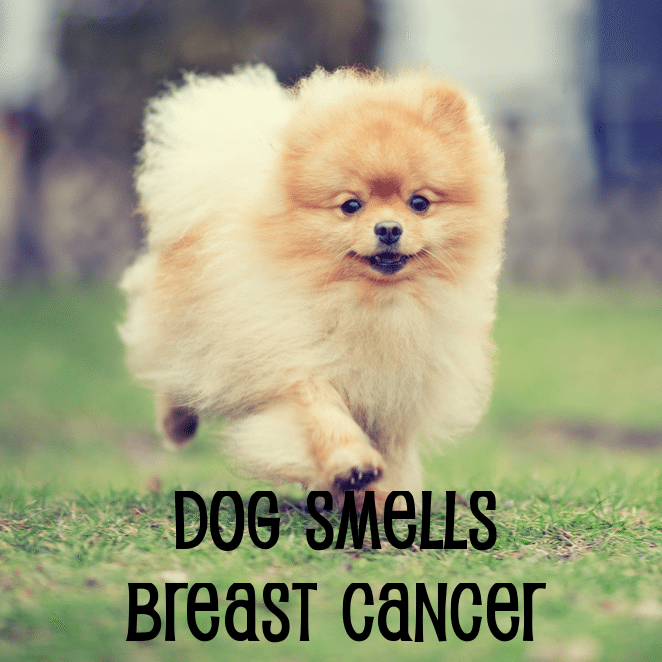 The Drs Dog Detects Breast Cancer & Chili Powder Punishment Kills