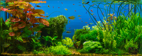 Aquarium auf Rechnung • ganz einfach & sicher