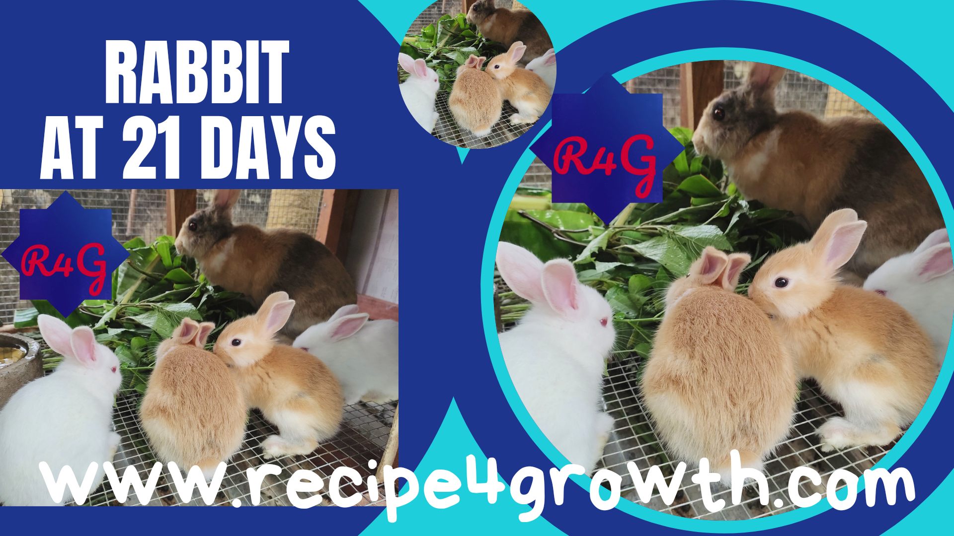 GROWTH OF RABBIT KITTENS AT 21 DAYS OF AGE