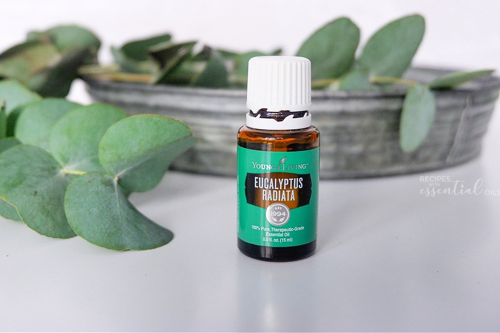 All About Eucalyptus Radiata LaptrinhX / News