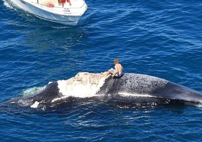 Australian 'idiot' surfs dead whale Being Eaten By Great White Sharks