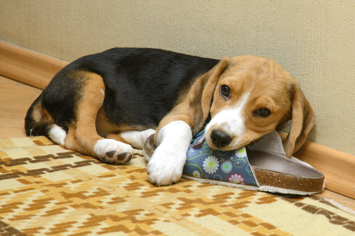 Did my dog rearrange my house? Reconcile® (fluoxetine hydrochloride)