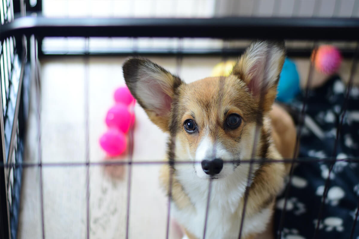 Is it necessary to confine my dog when I leave and how would I teach my