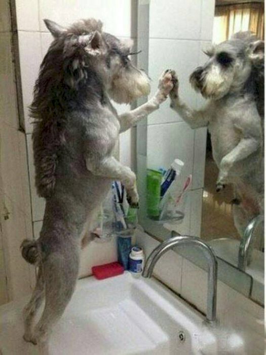 15 mascotas que no obtuvieron el corte por el que pagaron 15 mascotas que no obtuvieron el corte por el que pagaron