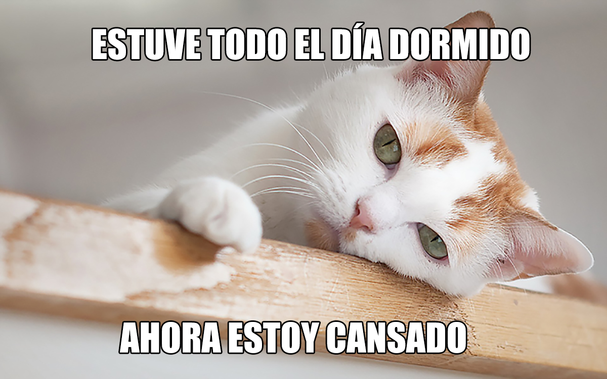 16 memes de problemas que tu gato tiene y tú no lo sabías