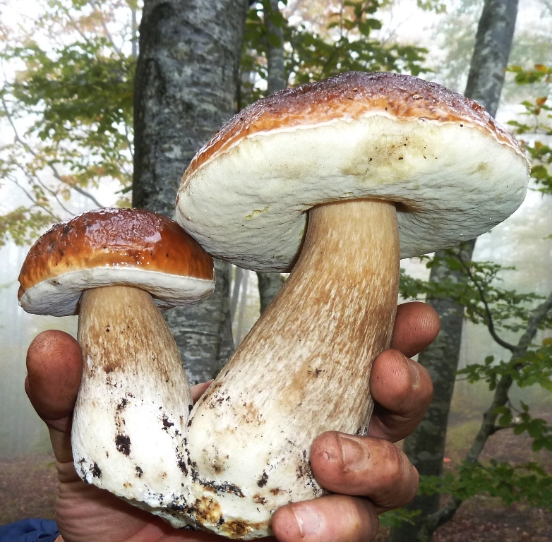 Funghi porcini d'appennino Redacon