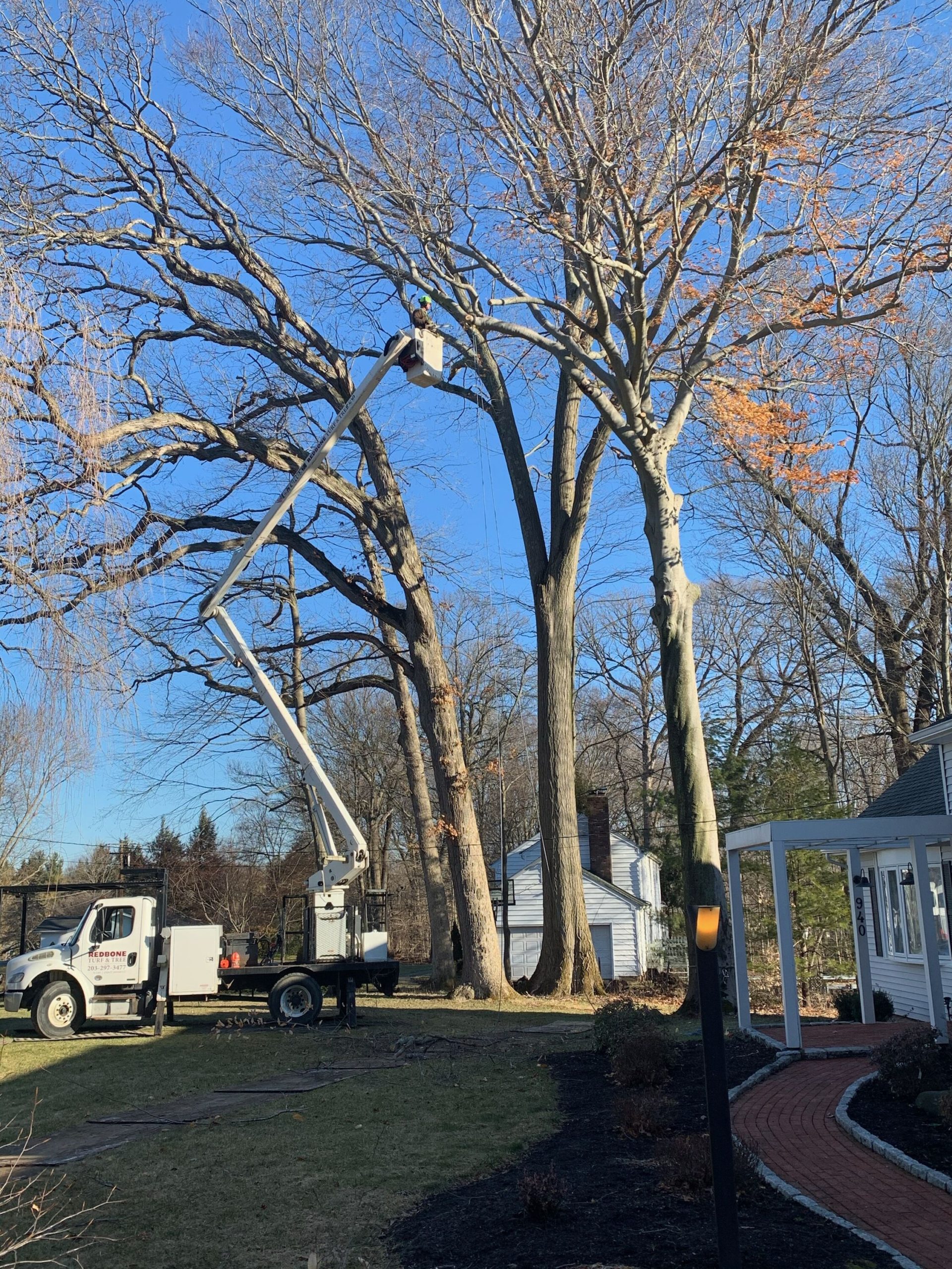 Meriden, CT Tree Removal Project Best Tree Service Contractor Near Me