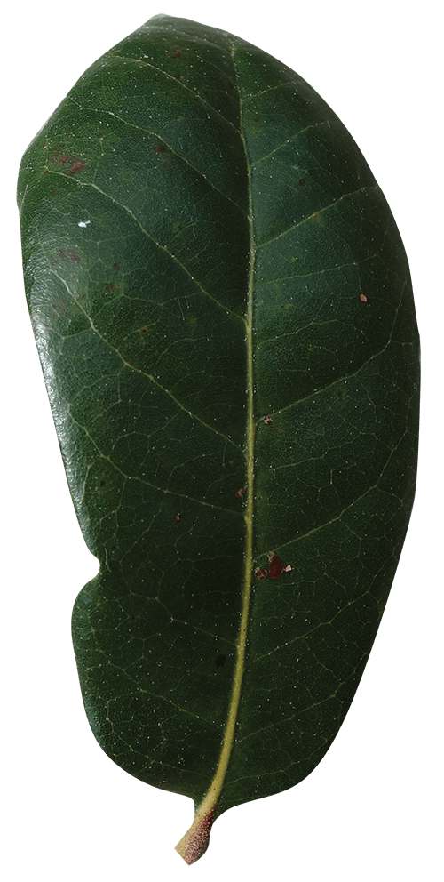 Oak Wilt Definition, Prevention, and Management Red Cedar Inc