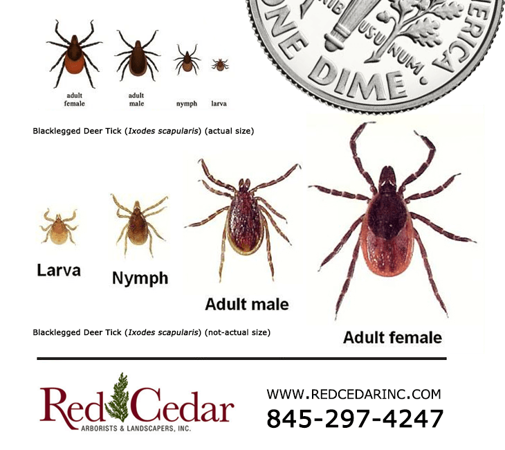 Lyme Disease Why 2017 Has So Many Ticks Red Cedar Inc