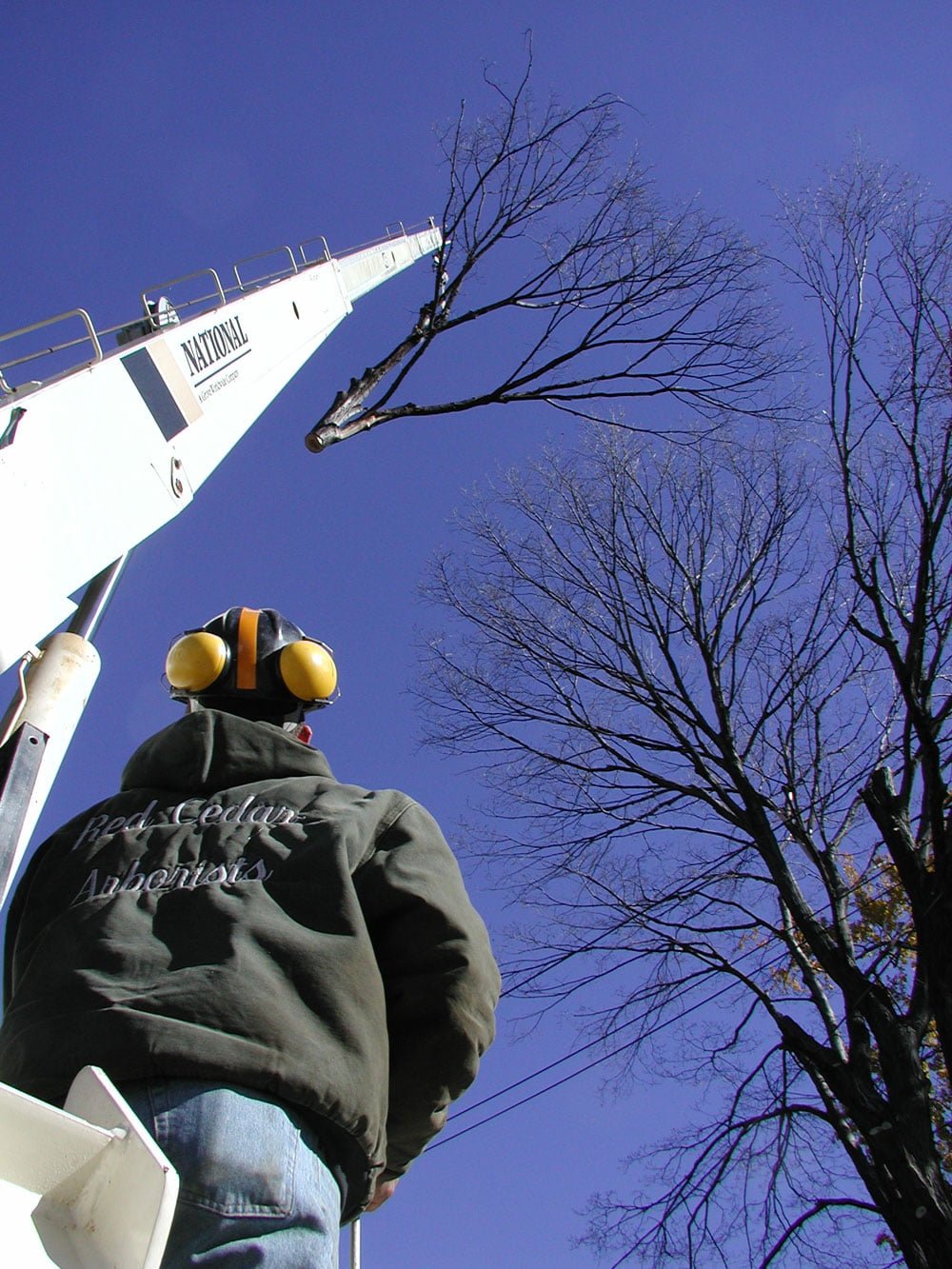Why It Is Important To Hire A Professional Tree Service Red Cedar Inc.