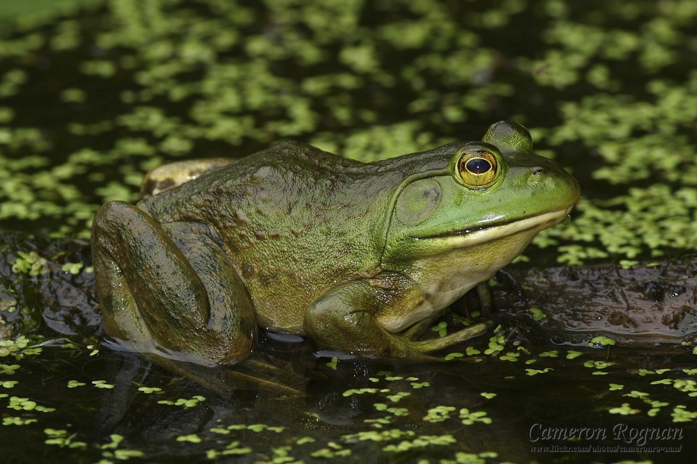 Red Cliffs Desert Reserve » American Bullfrog (Rana catesbeiana)