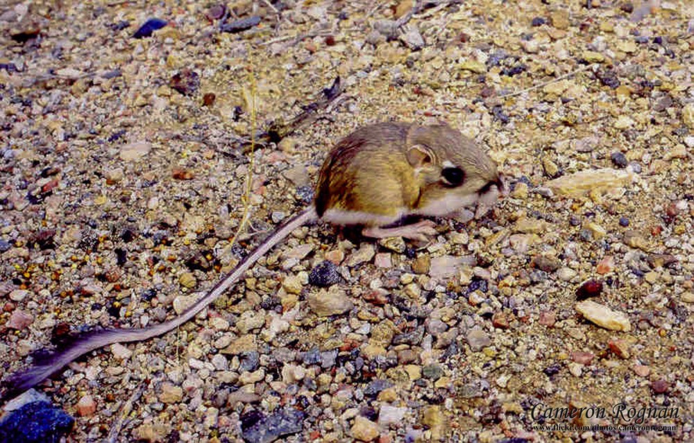 Red Cliffs Desert Reserve » Ord’s Kangaroo Rat (Dipodomys ordii)