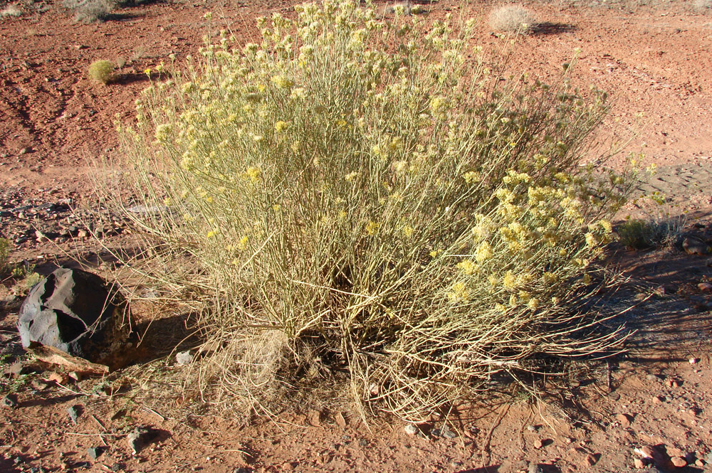 Red Cliffs Desert Reserve » Rubber Rabbitbrush (ericameria nauseosa)
