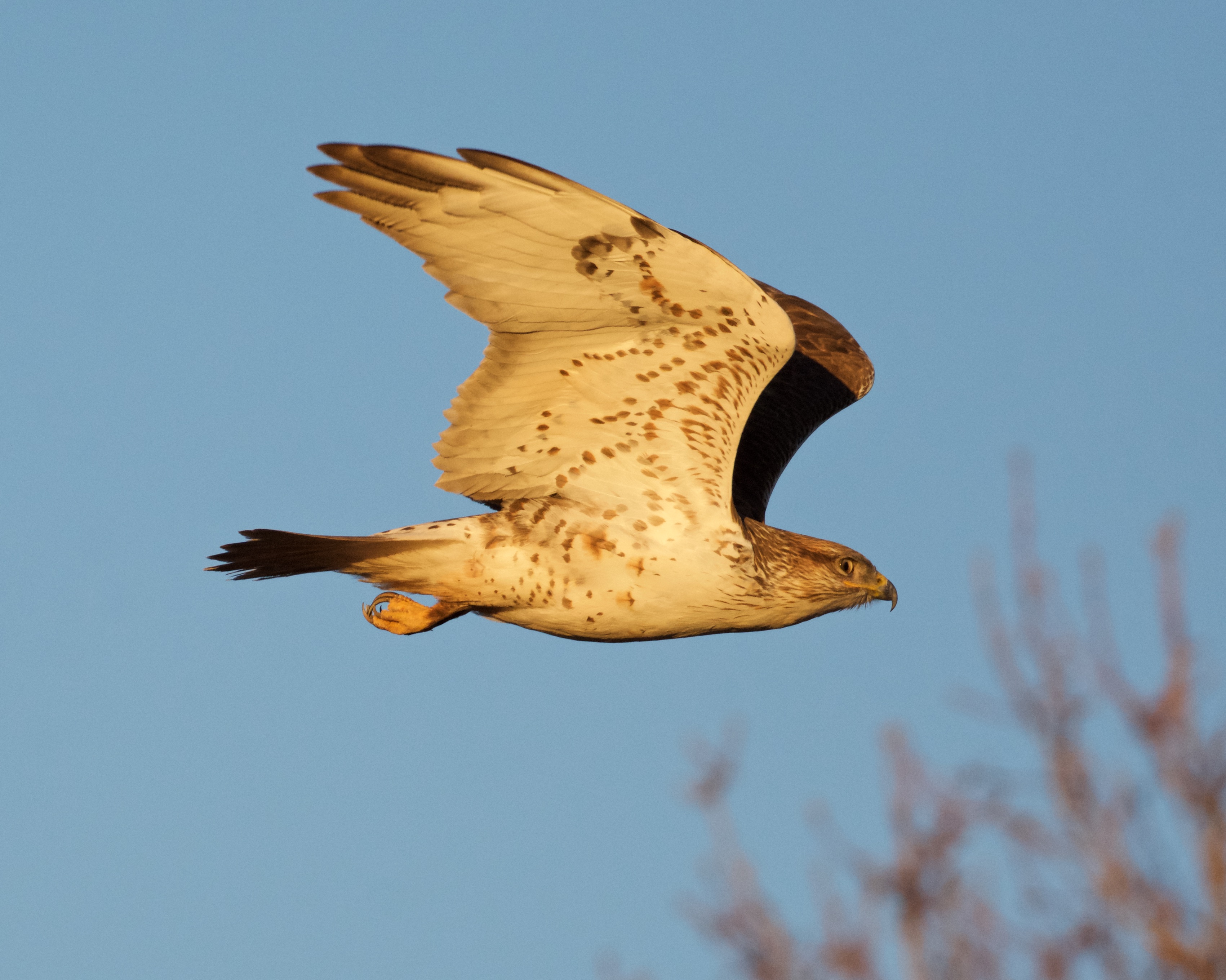 Red Cliffs Desert Reserve » Ferruginous Hawk (Buteo regalis)