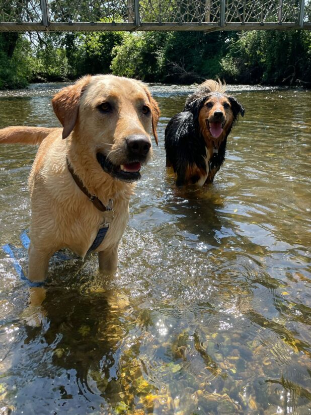 Handy tips to keep your dogs cool in the heat Redditch Dog Walking Ltd.