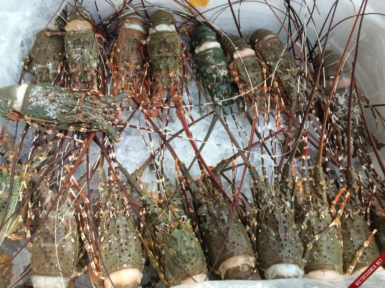 How to Preserve Live Lobsters Reddy Claws