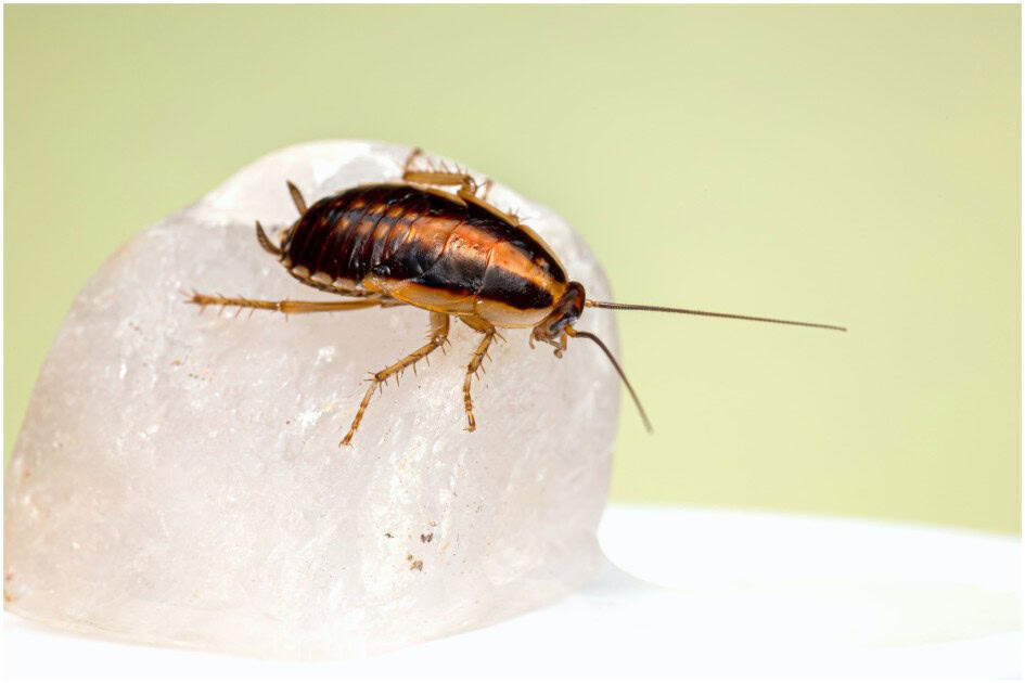 How to Get Rid of Roaches in Your Apartment or House Redfin