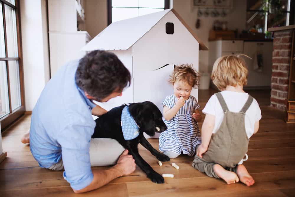 Diy Dog House: 10 consejos de expertos para una construcción acogedora