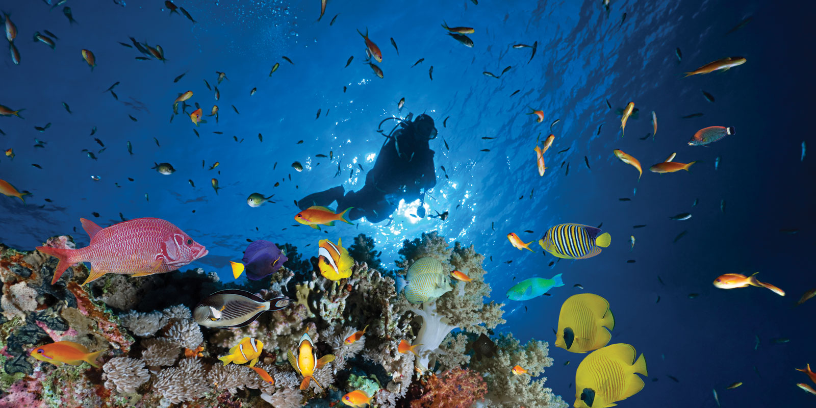 Red Hook Dive Center