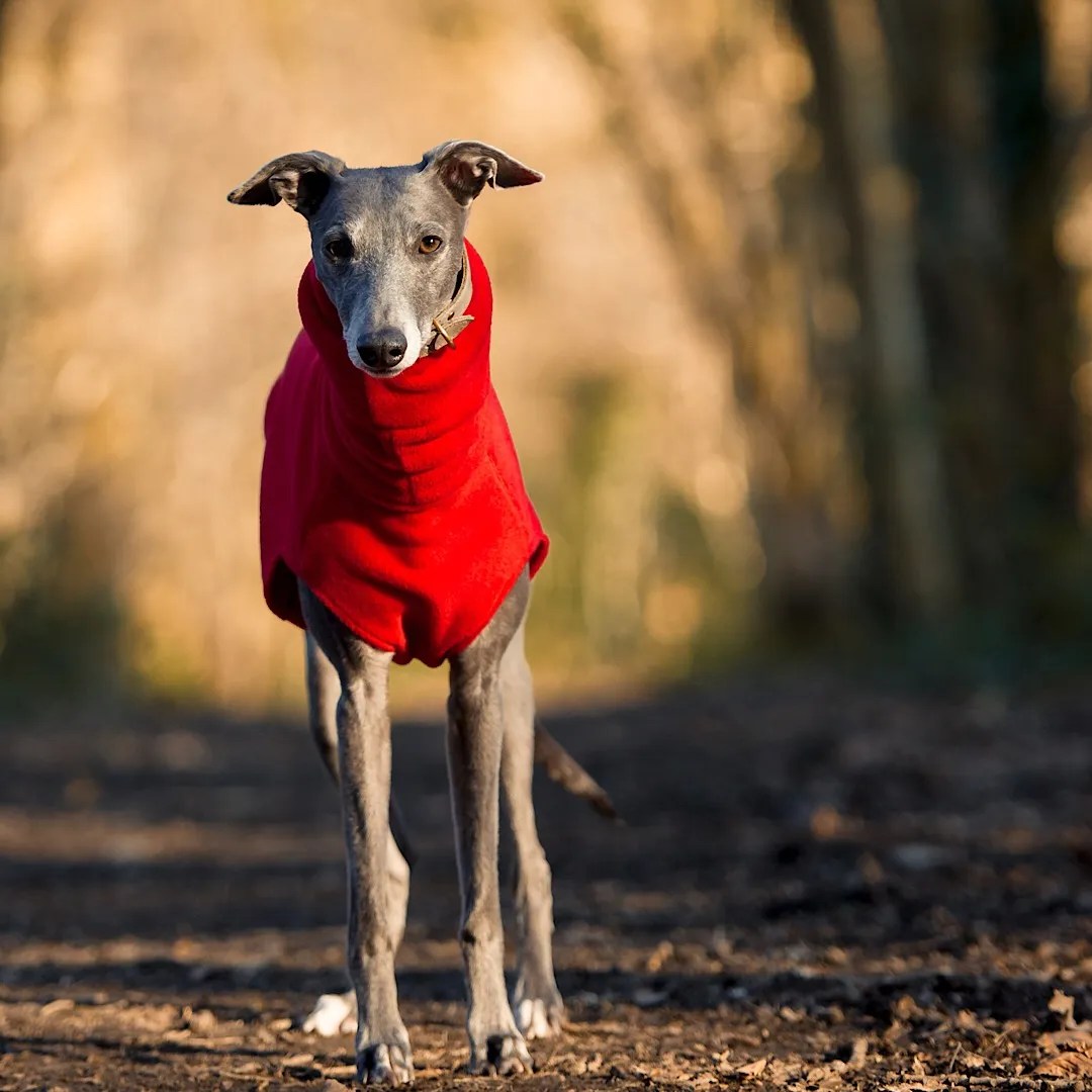Fleece Jumper for Whippets Brights Redhound For Dogs