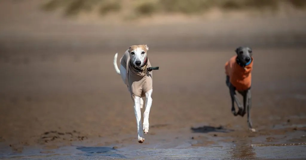 Unveil the Perky Personality of the Whippet Redhound For Dogs
