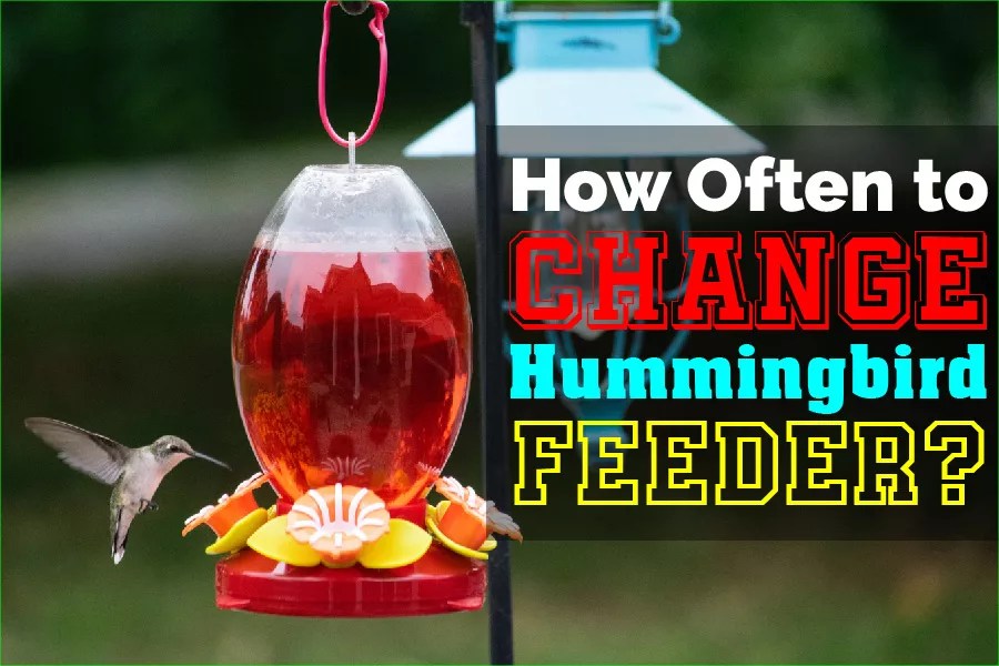 How Often To Change Hummingbird Feeder? Know The Duration