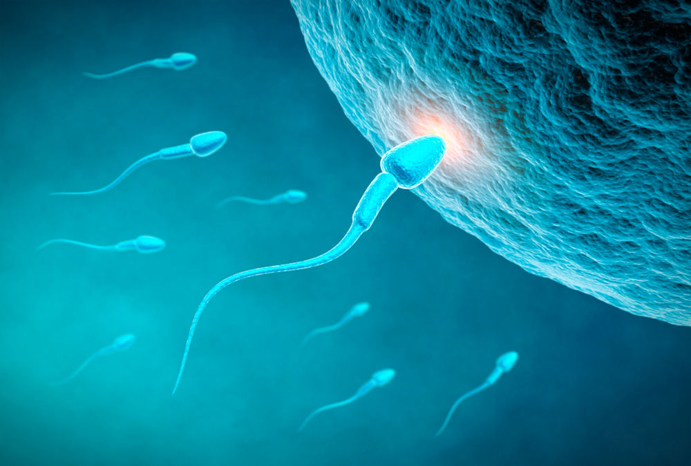 Male Fertility Relies On A Key Protein That Also Protects Against Disease Redorbit