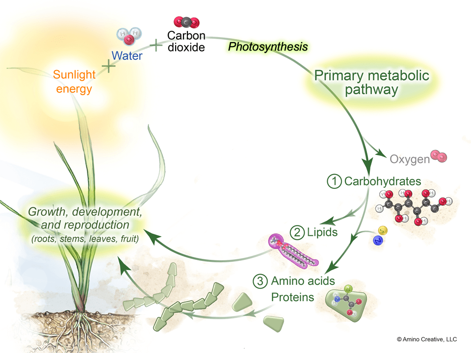 Plant Respiration