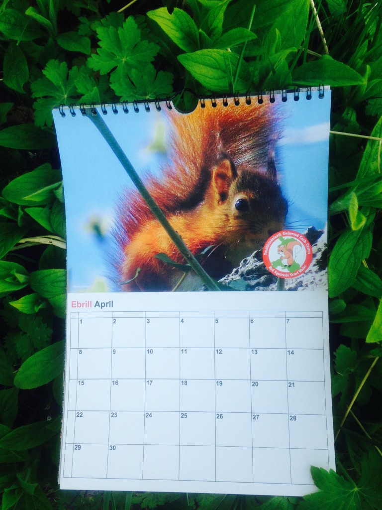 Red Squirrel Calendar 2024 Gifts Squirrels Map Red Squirrels Trust Wales