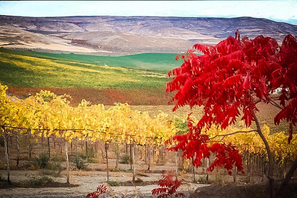 Our Story Red Willow Vineyard