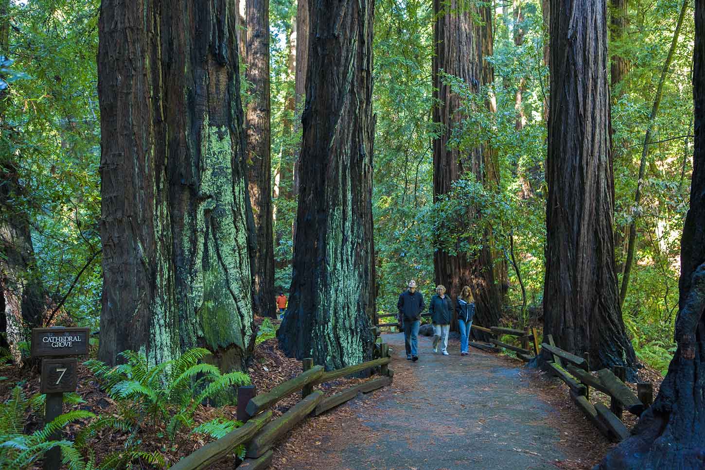 The Bohemian Grove Trail