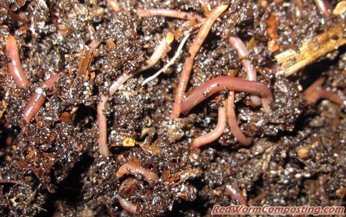Coffee Grounds Fall Update Red Worm Composting