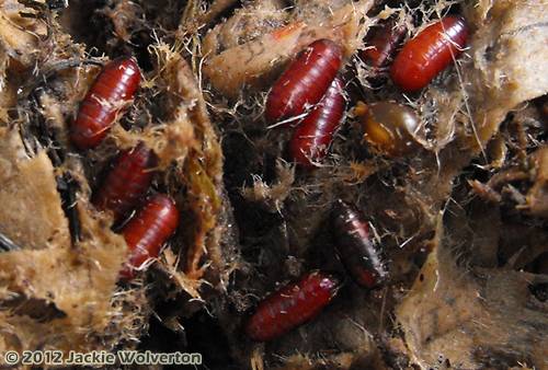 Worm Cocoons? Red Worm Composting