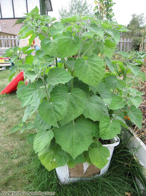 Ground Cherries Red Worm Composting