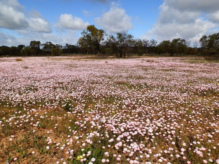 Books similar to The Confidence of Wildflowers