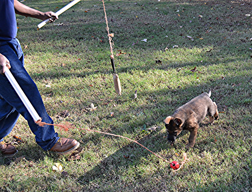 ReedK9 Puppy Prey/DriveTraining