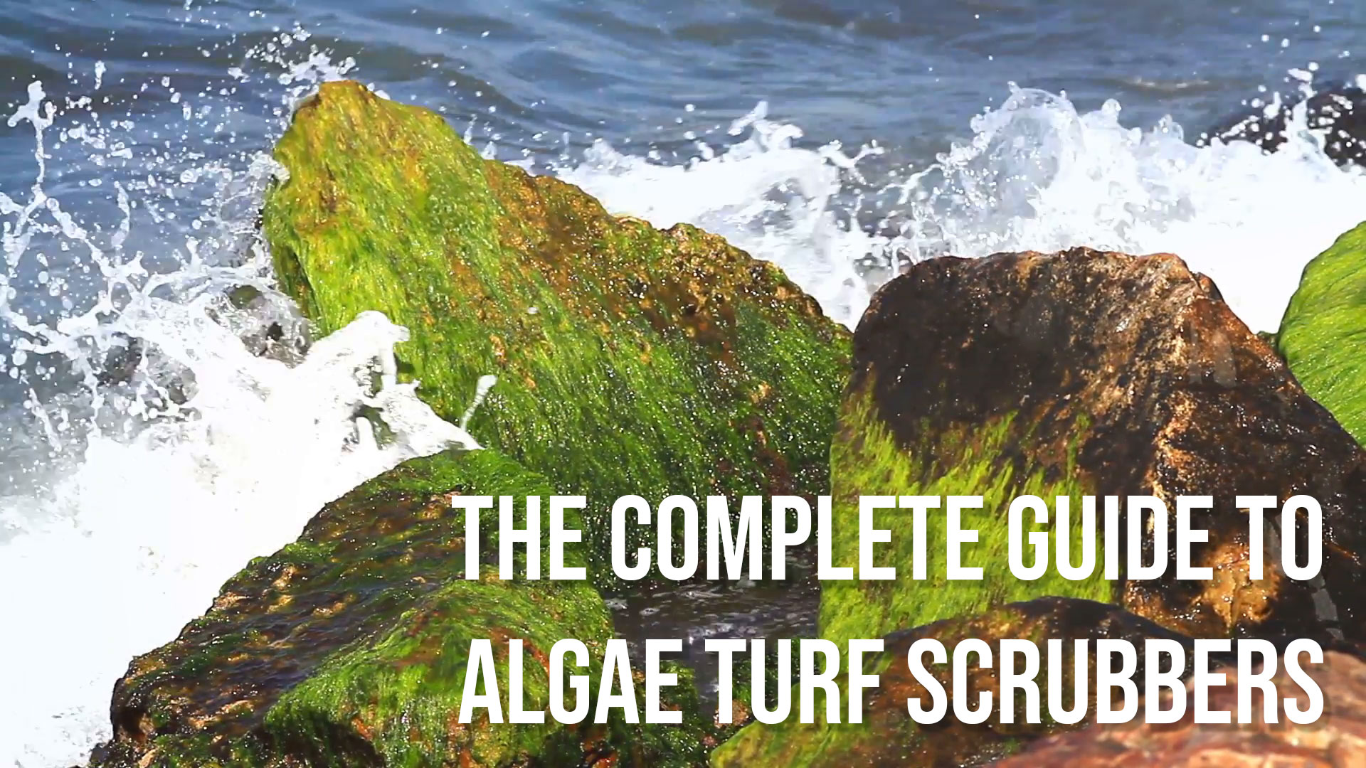 Spotlight The Complete Guide to Algae Turf Scrubbers Part 1