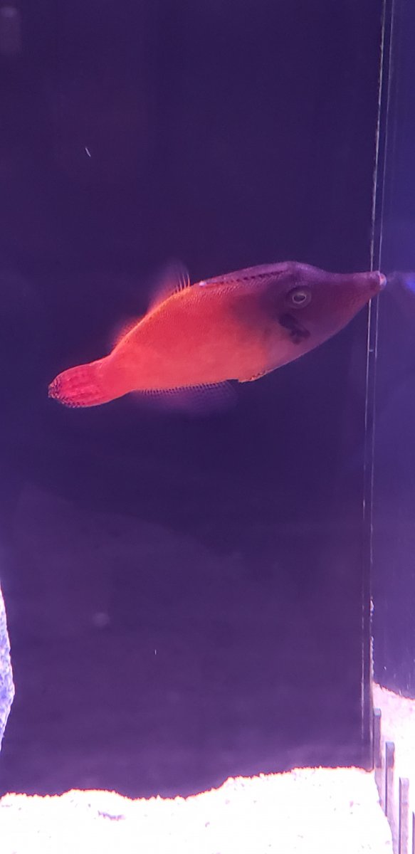 40 gallon stocking options REEF2REEF Saltwater and Reef Aquarium Forum