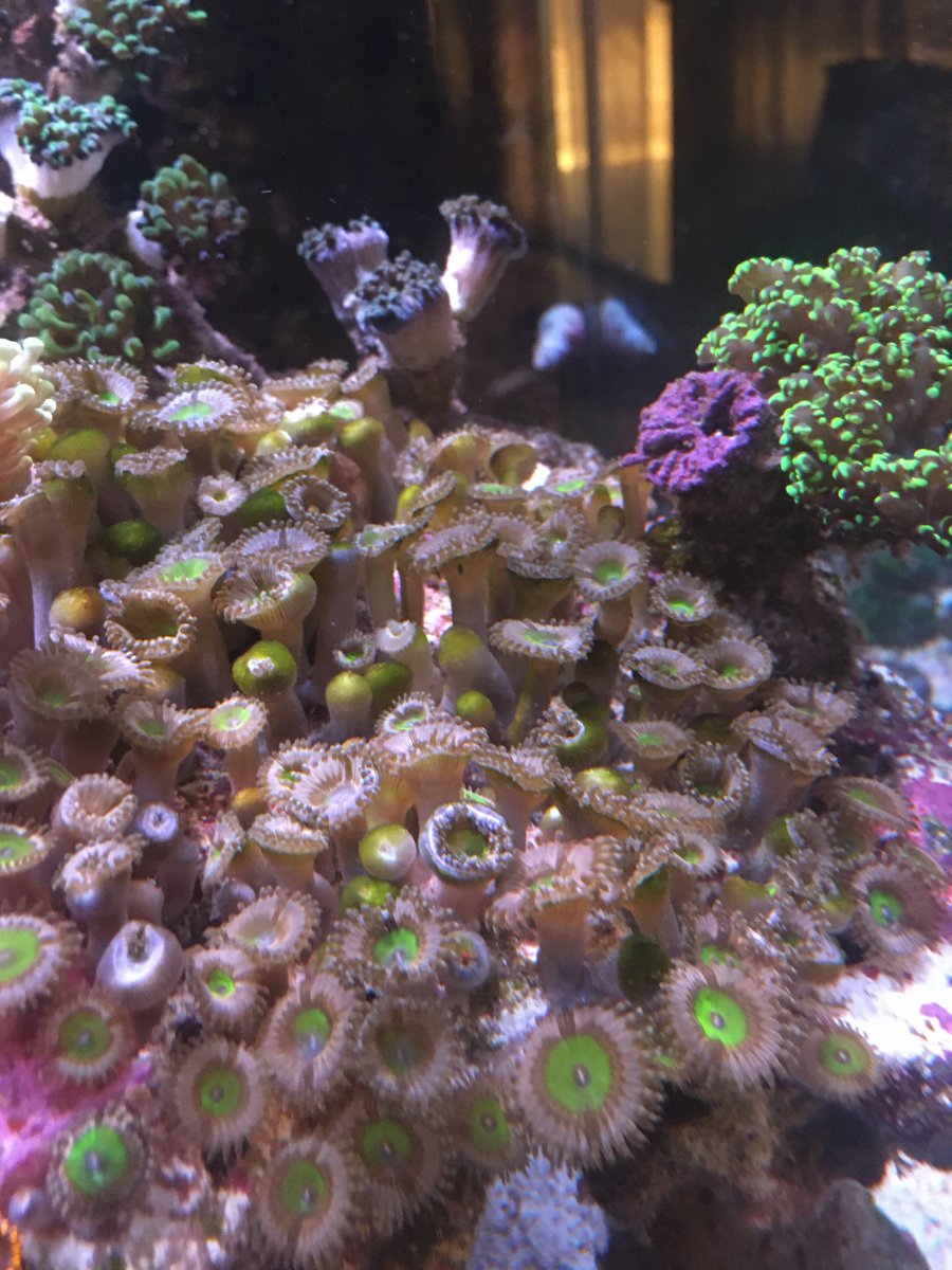 Algae covering my zoas! REEF2REEF Saltwater and Reef Aquarium Forum