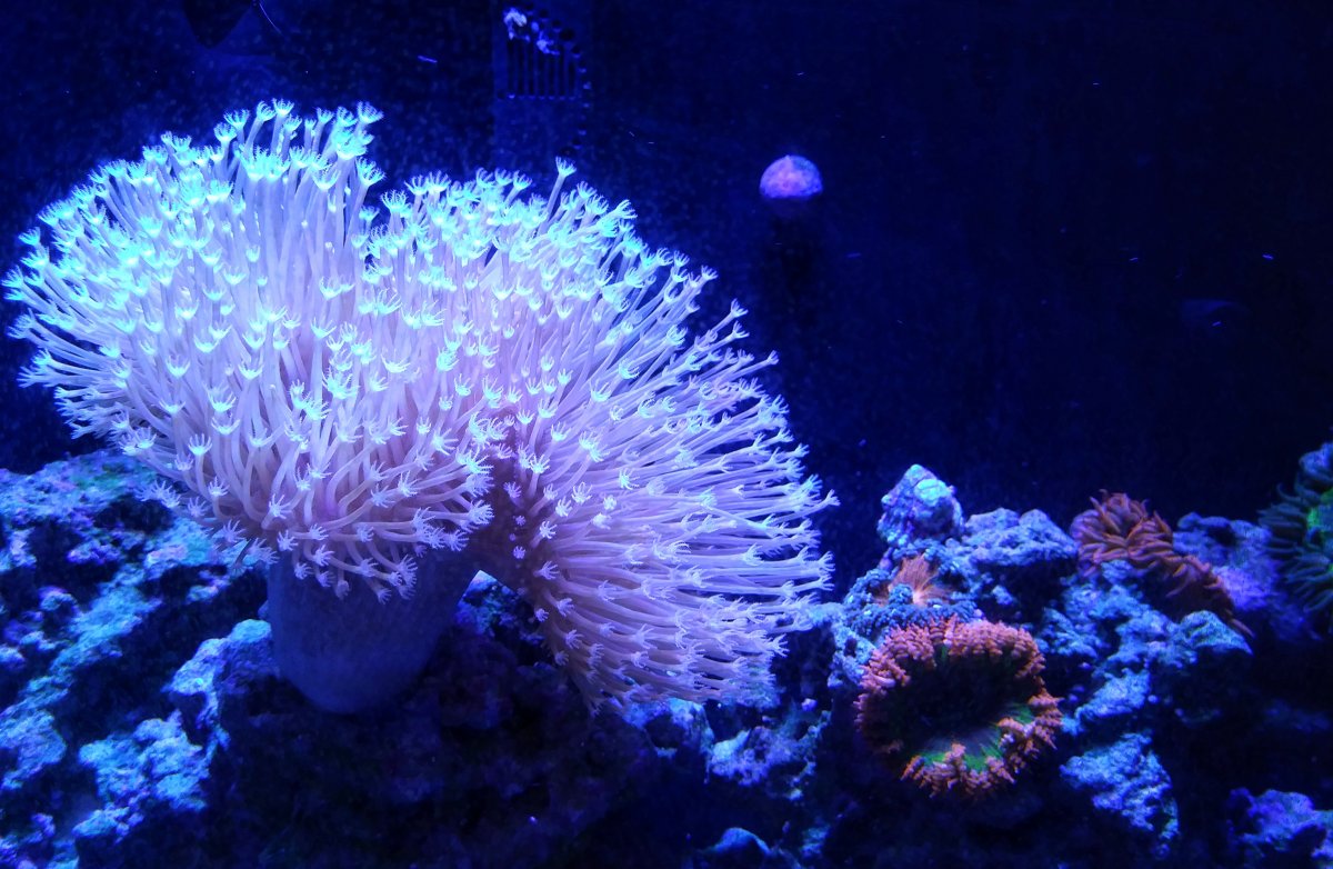 What is your least expensive coral that you're most proud of