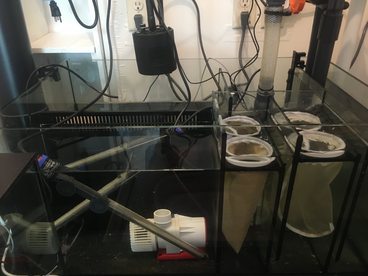 Can I put my heaters in the drain section of my sump? REEF2REEF Saltwater and Reef Aquarium Forum