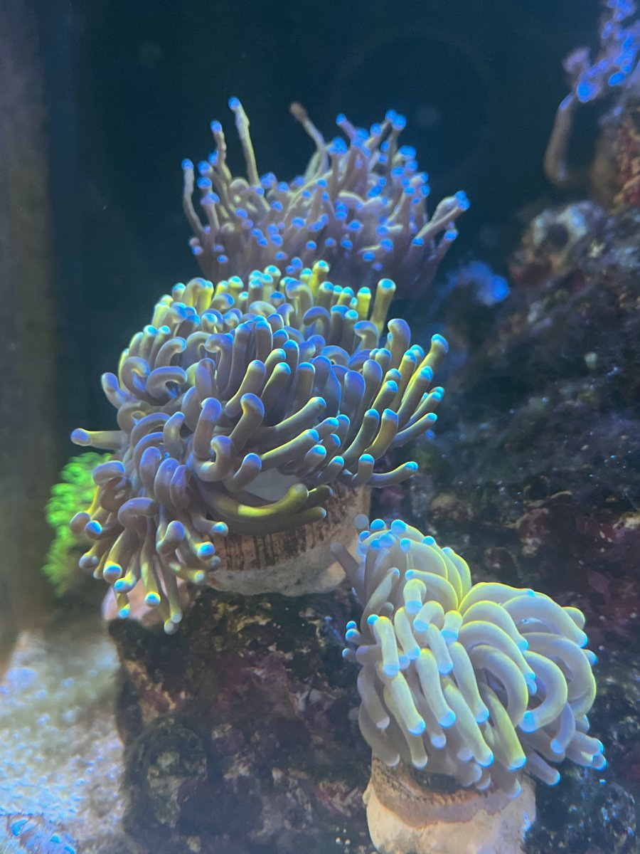 Torch coral not fully extending REEF2REEF Saltwater and Reef Aquarium