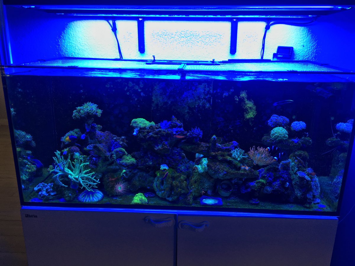 Thinking about adding a crushed coral substrate... REEF2REEF Saltwater and Reef Aquarium Forum